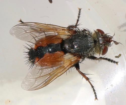 Tachina sp.
